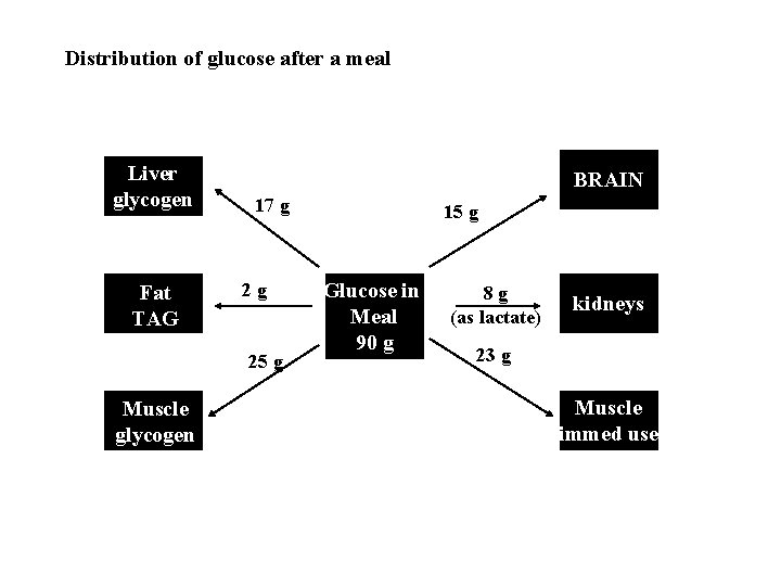 Distribution of glucose after a meal Liver glycogen Fat TAG BRAIN 17 g 25