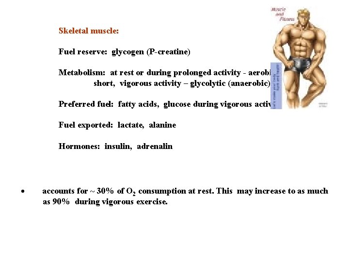 Skeletal muscle: Fuel reserve: glycogen (P-creatine) Metabolism: at rest or during prolonged activity -