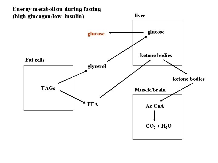 Energy metabolism during fasting (high glucagon/low insulin) glucose liver glucose ketone bodies Fat cells