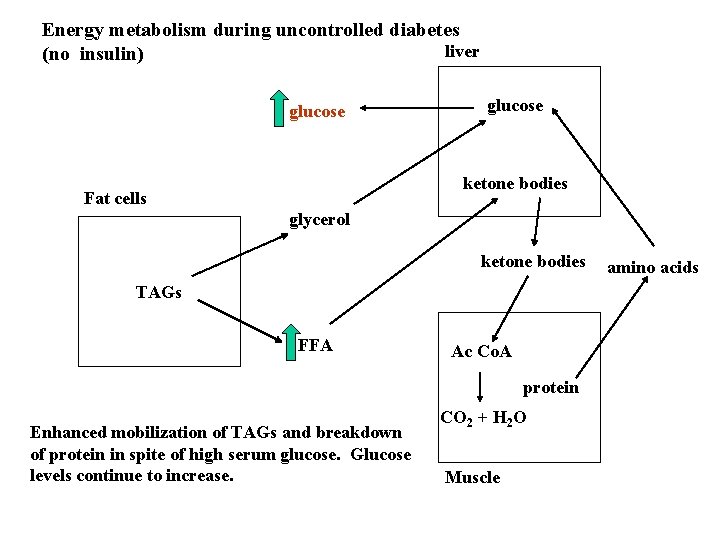 Energy metabolism during uncontrolled diabetes liver (no insulin) glucose ketone bodies Fat cells glycerol