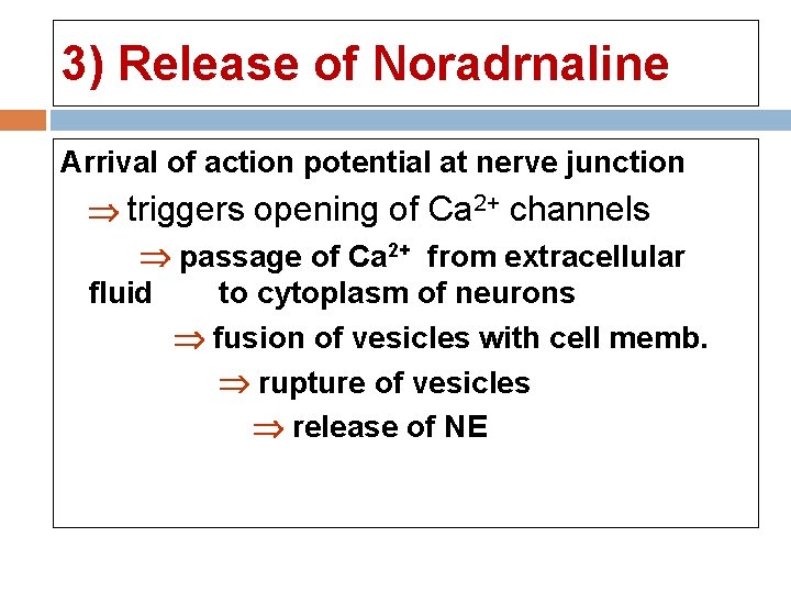 3) Release of Noradrnaline Arrival of action potential at nerve junction triggers opening of 3) Release of Noradrnaline Arrival of action potential at nerve junction triggers opening of
