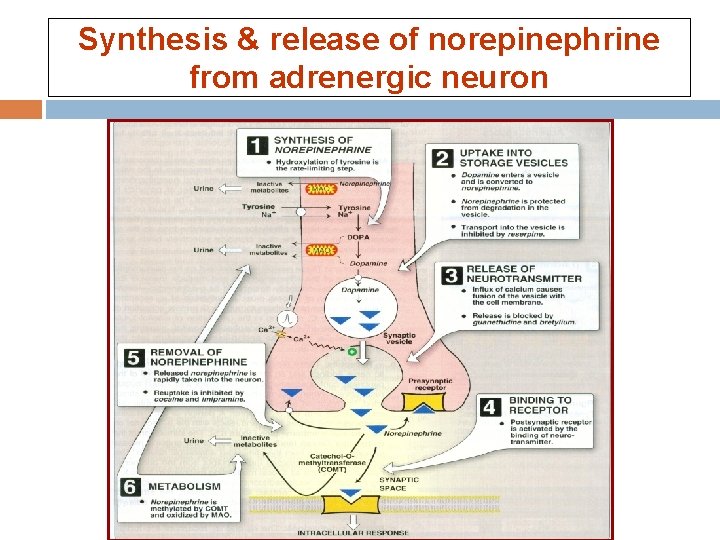 Synthesis & release of norepinephrine from adrenergic neuron  Synthesis & release of norepinephrine from adrenergic neuron