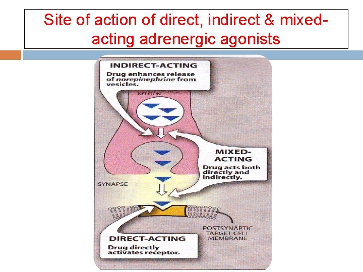 Site of action of direct, indirect & mixedacting adrenergic agonists  Site of action of direct, indirect & mixedacting adrenergic agonists