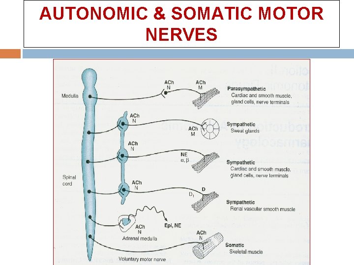 AUTONOMIC & SOMATIC MOTOR NERVES  AUTONOMIC & SOMATIC MOTOR NERVES
