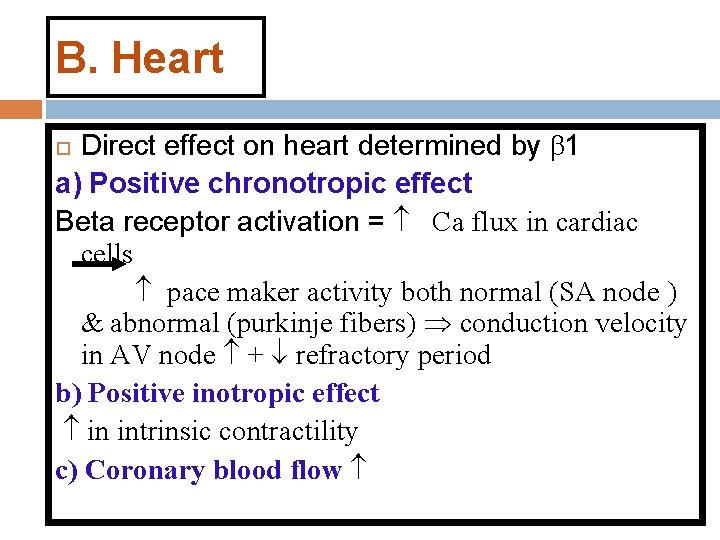 B. Heart Direct effect on heart determined by β 1 a) Positive chronotropic effect B. Heart Direct effect on heart determined by β 1 a) Positive chronotropic effect
