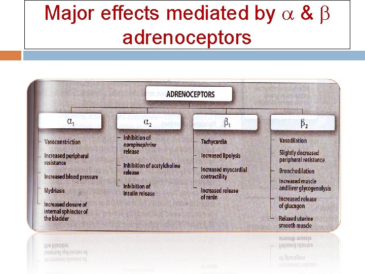 Major effects mediated by & adrenoceptors  Major effects mediated by & adrenoceptors