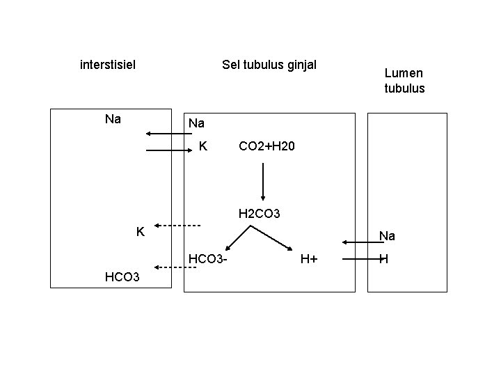 interstisiel Sel tubulus ginjal Na Lumen tubulus Na K CO 2+H 20 H 2
