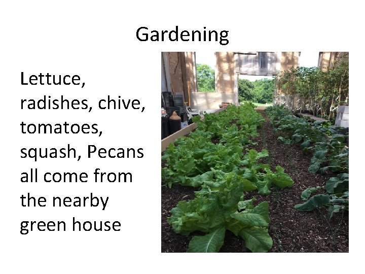 Gardening Lettuce, radishes, chive, tomatoes, squash, Pecans all come from the nearby green house