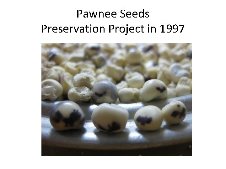 Pawnee Seeds Preservation Project in 1997 