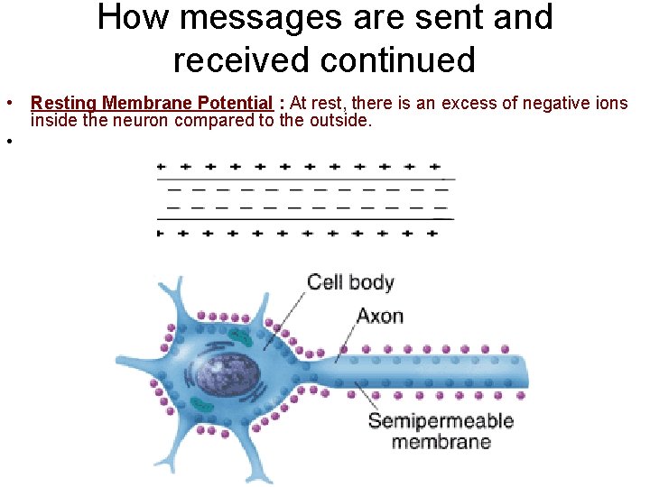 How messages are sent and received continued • Resting Membrane Potential : At rest,