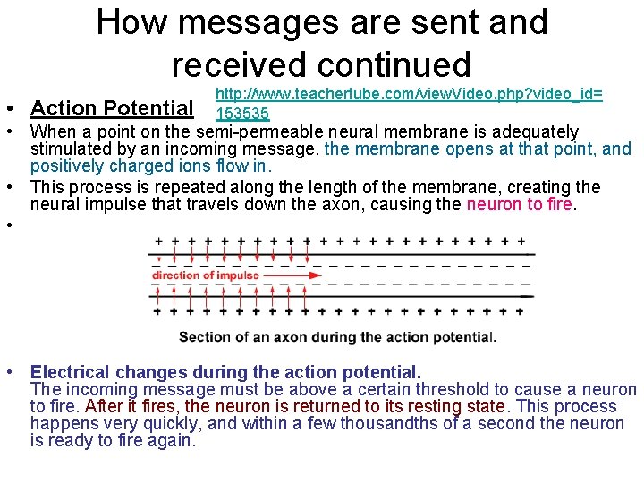 How messages are sent and received continued • Action Potential http: //www. teachertube. com/view.