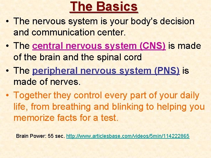 The Basics • The nervous system is your body's decision and communication center. •