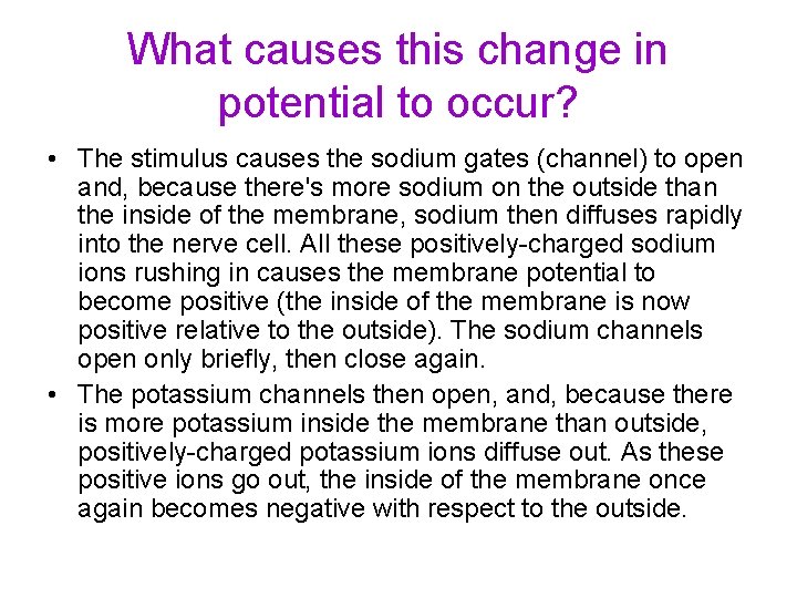 What causes this change in potential to occur? • The stimulus causes the sodium