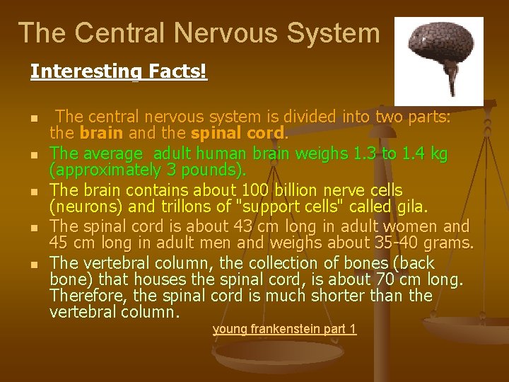 The Central Nervous System Interesting Facts! n n n The central nervous system is