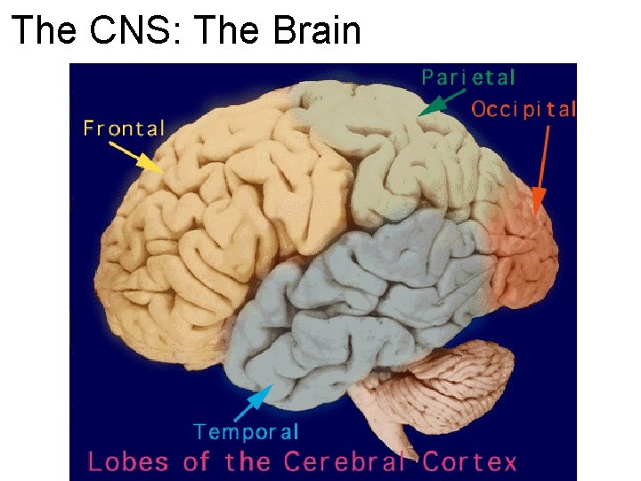 The CNS: The Brain 