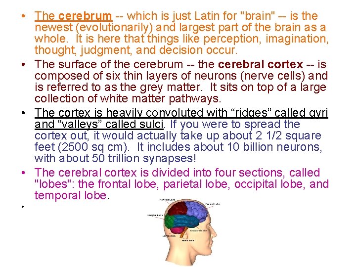  • The cerebrum -- which is just Latin for "brain" -- is the