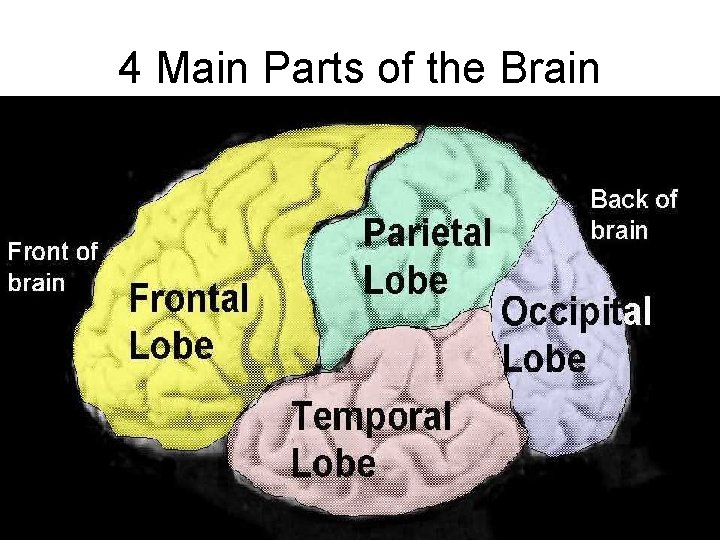 4 Main Parts of the Brain 