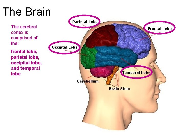 The Brain The cerebral cortex is comprised of the: frontal lobe, parietal lobe, occipital