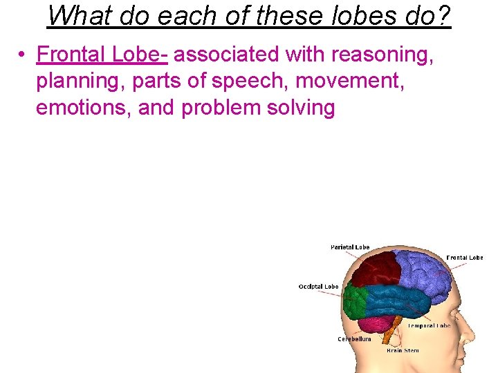 What do each of these lobes do? • Frontal Lobe- associated with reasoning, planning,