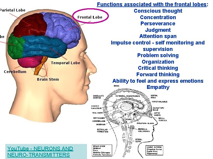 Functions associated with the frontal lobes: Conscious thought Concentration Perseverance Judgment Attention span Impulse
