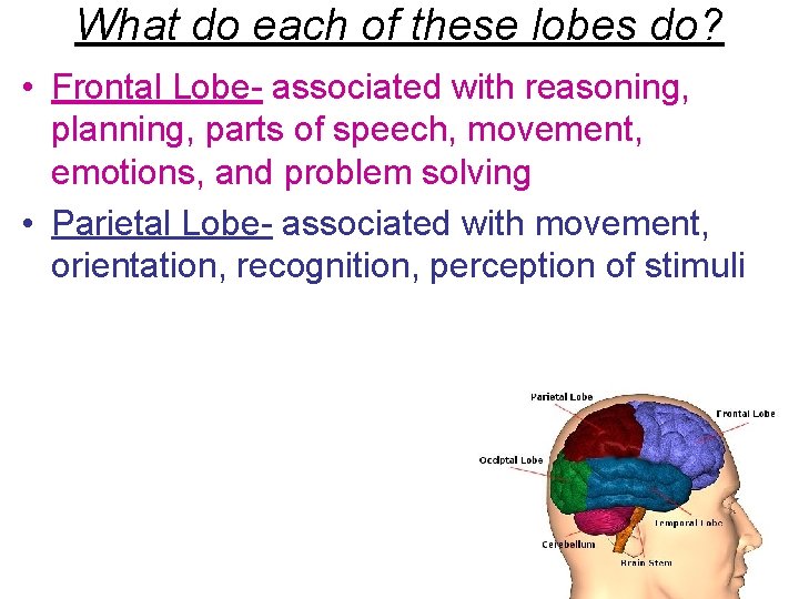 What do each of these lobes do? • Frontal Lobe- associated with reasoning, planning,