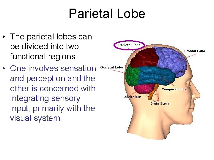 Parietal Lobe • The parietal lobes can be divided into two functional regions. •