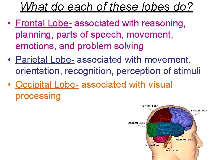 What do each of these lobes do? • Frontal Lobe- associated with reasoning, planning,