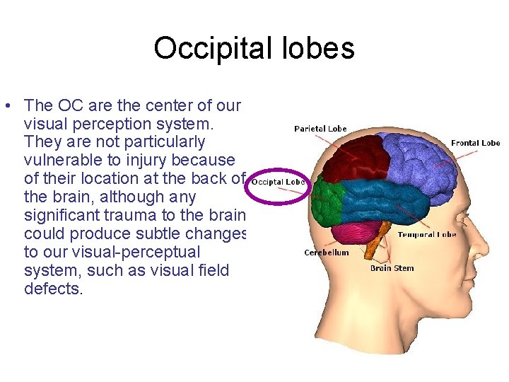 Occipital lobes • The OC are the center of our visual perception system. They