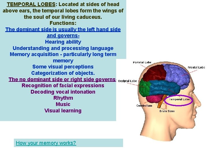 TEMPORAL LOBES: Located at sides of head above ears, the temporal lobes form the