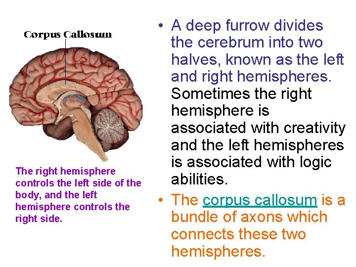 The right hemisphere controls the left side of the body, and the left hemisphere