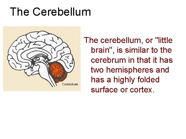 The Cerebellum The cerebellum, or "little brain", is similar to the cerebrum in that