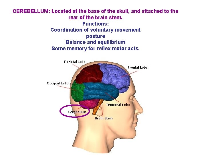 CEREBELLUM: Located at the base of the skull, and attached to the rear of