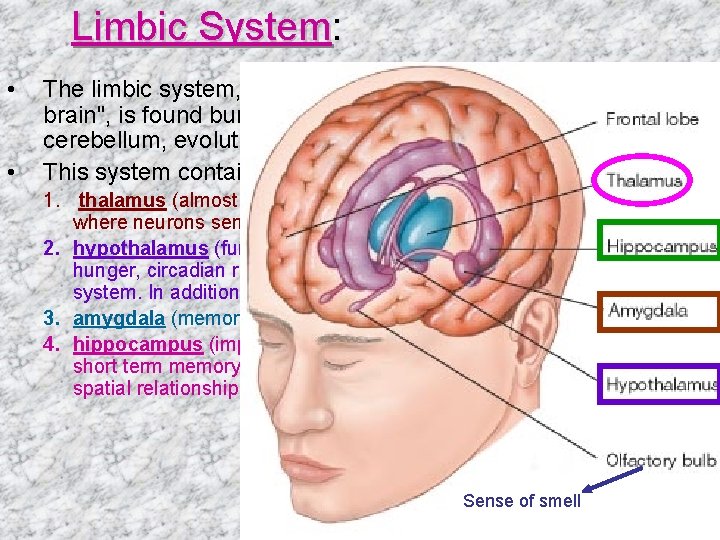 Limbic System: Limbic System • • The limbic system, often referred to as the