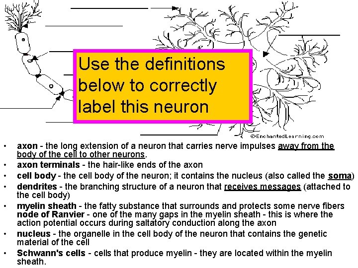 Use the definitions below to correctly label this neuron • • axon - the