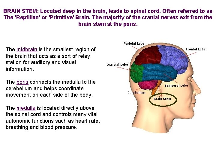 BRAIN STEM: Located deep in the brain, leads to spinal cord. Often referred to