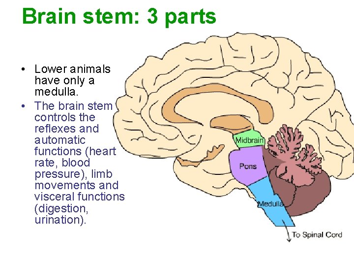 Brain stem: 3 parts • Lower animals have only a medulla. • The brain
