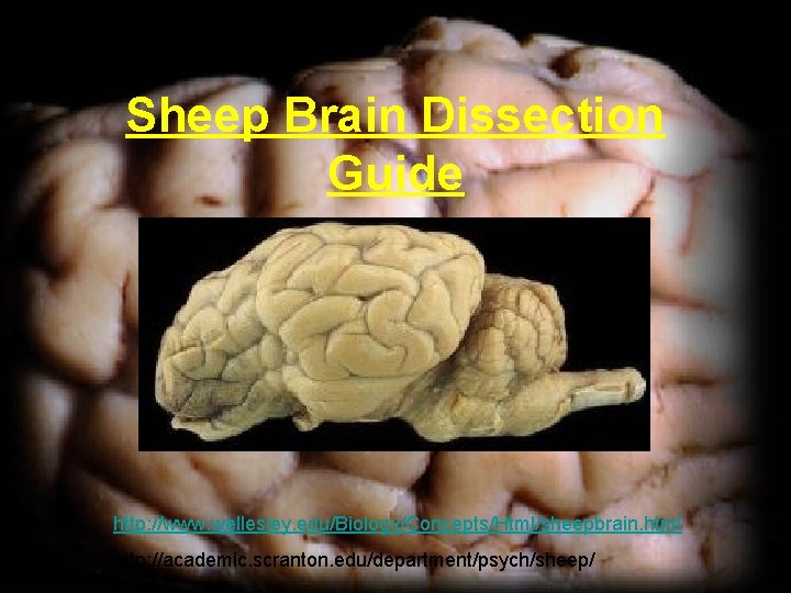 Sheep Brain Dissection Guide http: //www. wellesley. edu/Biology/Concepts/Html/sheepbrain. html http: //academic. scranton. edu/department/psych/sheep/ 