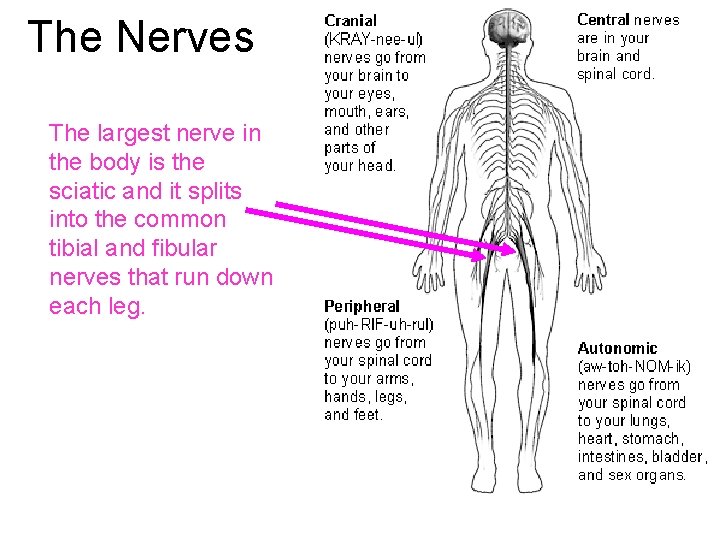 The Nerves The largest nerve in the body is the sciatic and it splits