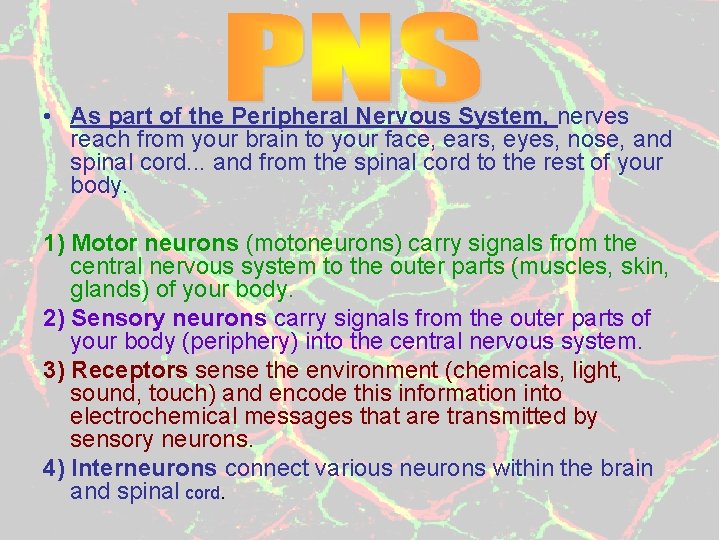  • As part of the Peripheral Nervous System, nerves reach from your brain