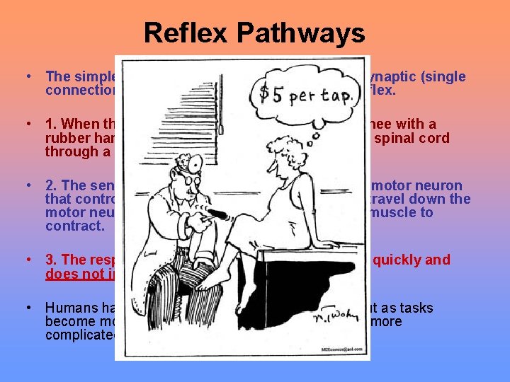 Reflex Pathways • The simplest type of neural pathway is a monosynaptic (single connection)