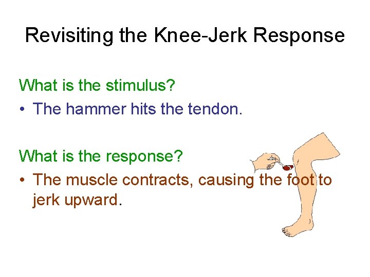 Revisiting the Knee-Jerk Response What is the stimulus? • The hammer hits the tendon.