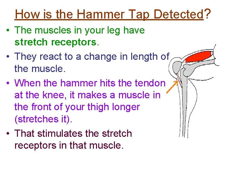 How is the Hammer Tap Detected? • The muscles in your leg have stretch