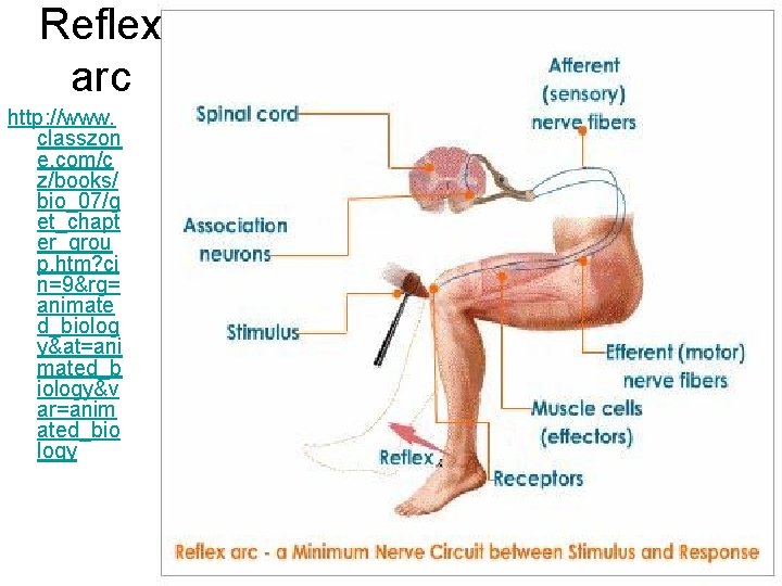 Reflex arc http: //www. classzon e. com/c z/books/ bio_07/g et_chapt er_grou p. htm? ci