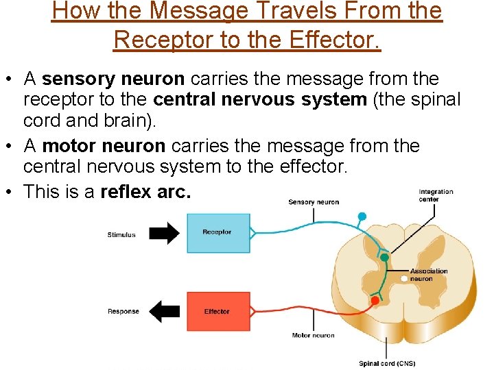 How the Message Travels From the Receptor to the Effector. • A sensory neuron