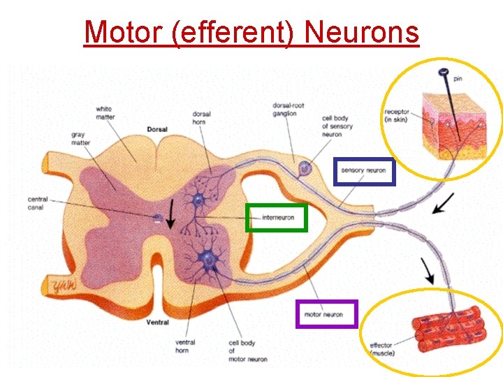 Motor (efferent) Neurons • Is divided into two groups: – 1. Autonomic system –