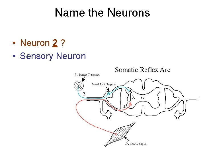 Name the Neurons • Neuron 2 ? • Sensory Neuron 