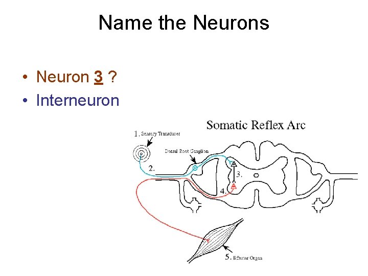 Name the Neurons • Neuron 3 ? • Interneuron 