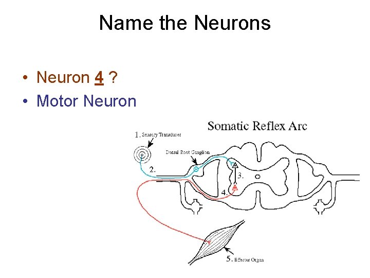 Name the Neurons • Neuron 4 ? • Motor Neuron 