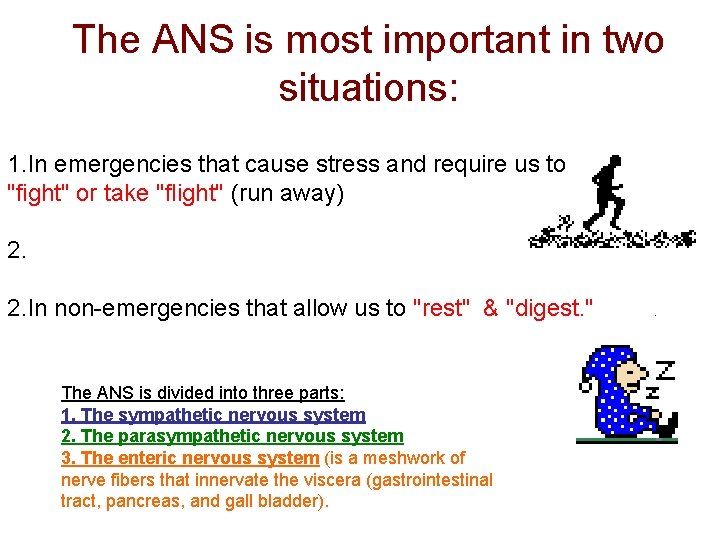 The ANS is most important in two situations: 1. In emergencies that cause stress