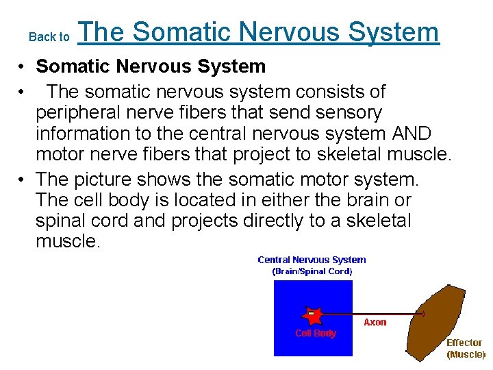 Back to The Somatic Nervous System • Somatic Nervous System • The somatic nervous